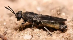 Fly black leving a jej larvy